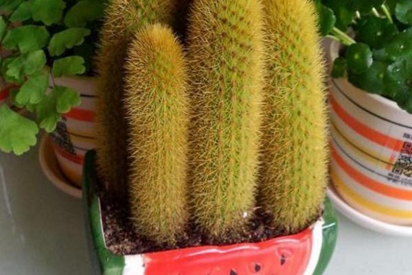 多肉金手指怎么養(yǎng) 多肉金手指養(yǎng)殖方法與注意事項(xiàng)