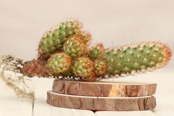 多肉金手指怎么養(yǎng) 多肉金手指養(yǎng)殖方法與注意事項(xiàng)