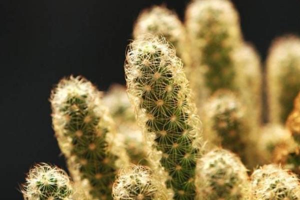 多肉金手指怎么養(yǎng) 多肉金手指養(yǎng)殖方法與注意事項(xiàng)