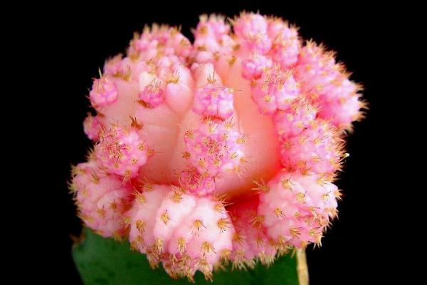 緋牡丹仙人球怎么養 緋牡丹仙人球養殖方法與注意事項