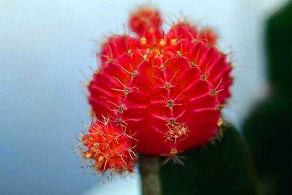 緋牡丹仙人球怎么養 緋牡丹仙人球養殖方法與注意事項