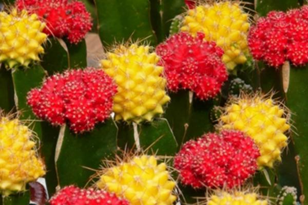 緋牡丹仙人球怎么養 緋牡丹仙人球養殖方法與注意事項