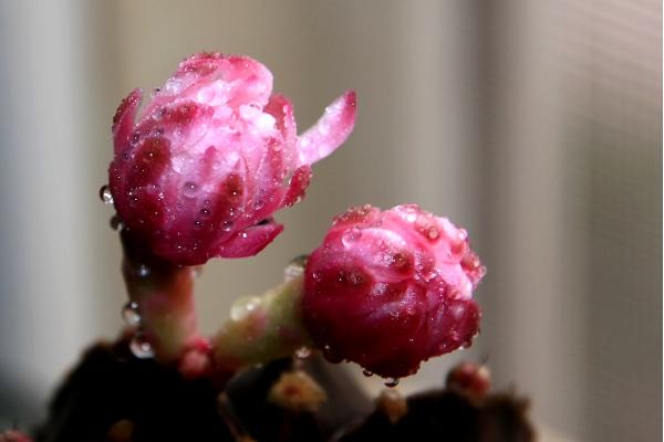 緋牡丹仙人球怎么養 緋牡丹仙人球養殖方法與注意事項