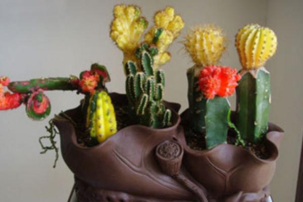 緋牡丹仙人球怎么養 緋牡丹仙人球養殖方法與注意事項