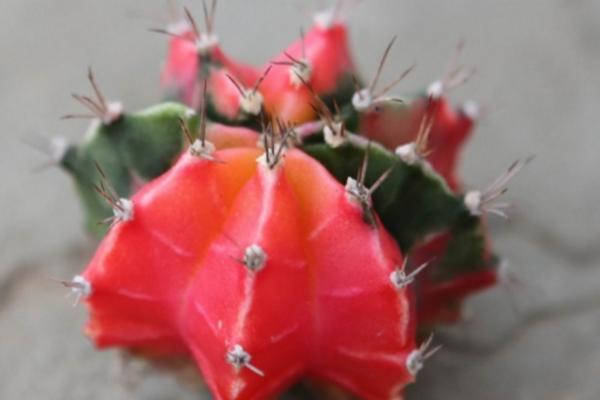 緋牡丹仙人球怎么養 緋牡丹仙人球養殖方法與注意事項