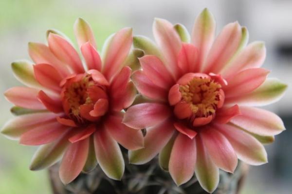 緋花玉可以活多少年 緋花玉怎么養(yǎng)才會多開花