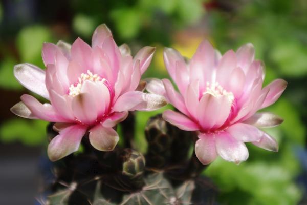 緋花玉如何養(yǎng)才能爆盆 緋花玉養(yǎng)殖方法與注意事項