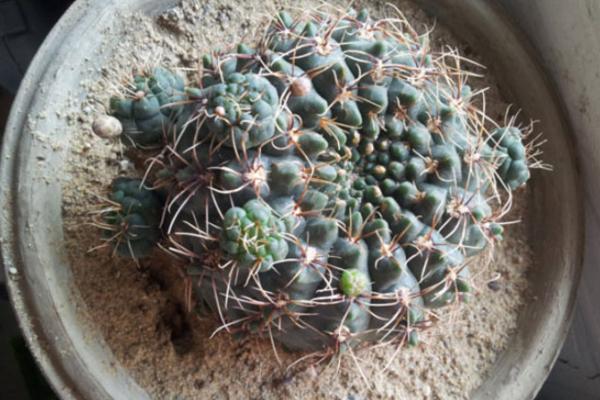 緋花玉如何養(yǎng)才能爆盆 緋花玉養(yǎng)殖方法與注意事項