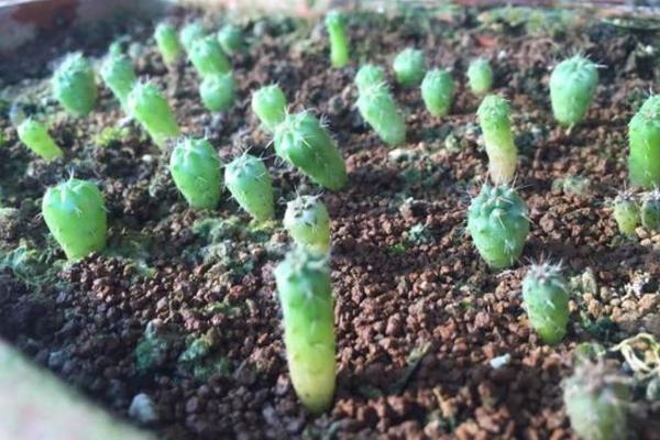 緋花玉如何養(yǎng)才能爆盆 緋花玉養(yǎng)殖方法與注意事項