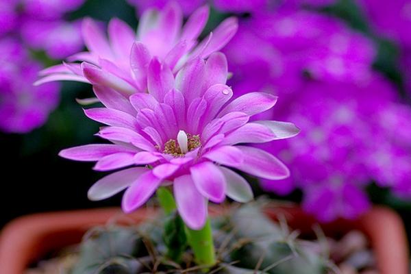 緋花玉如何養(yǎng)才能爆盆 緋花玉養(yǎng)殖方法與注意事項