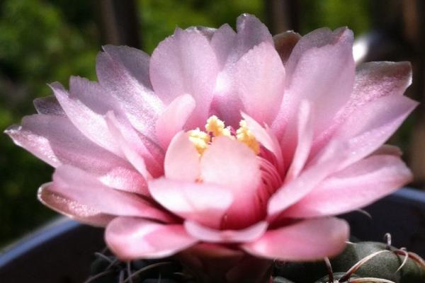 緋花玉如何養(yǎng)才能爆盆 緋花玉養(yǎng)殖方法與注意事項