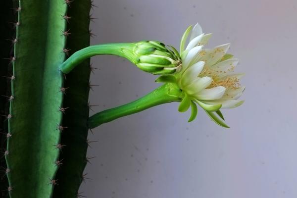 量天尺功效與作用及禁忌 量天尺的繁殖方法（扦插）