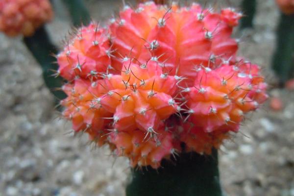 緋牡丹仙人球的繁殖方法（嫁接） 緋牡丹怎么過冬