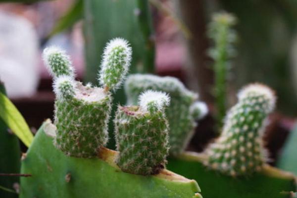 緋牡丹仙人球的繁殖方法(嫁接) 緋牡丹怎么過冬