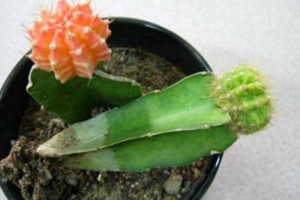 緋牡丹仙人球的繁殖方法(嫁接) 緋牡丹怎么過冬