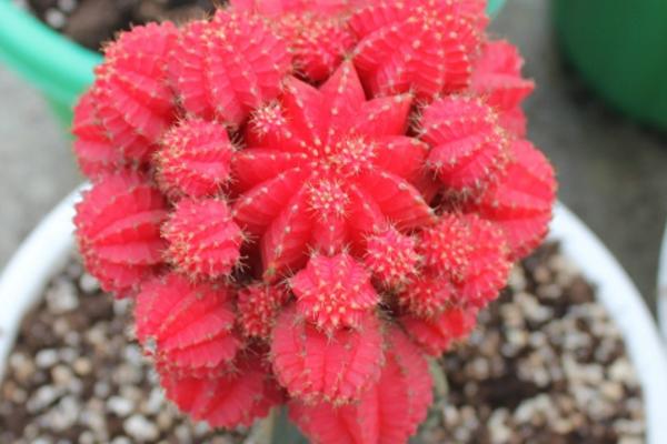 緋牡丹仙人球的繁殖方法(嫁接) 緋牡丹怎么過冬