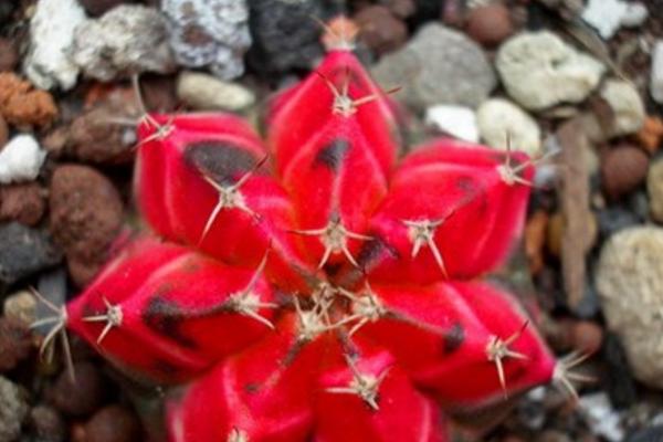 緋牡丹仙人球的繁殖方法(嫁接) 緋牡丹怎么過冬