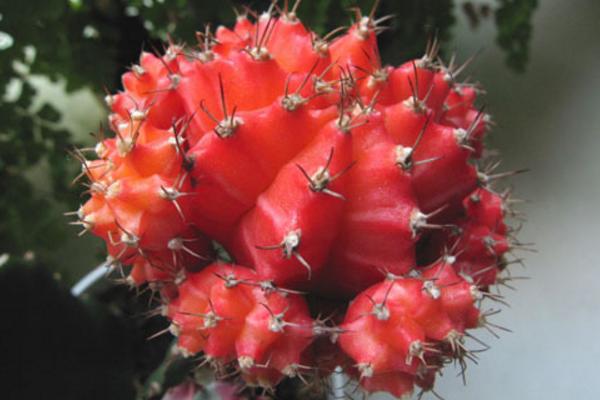 緋牡丹仙人球的繁殖方法(嫁接) 緋牡丹怎么過冬