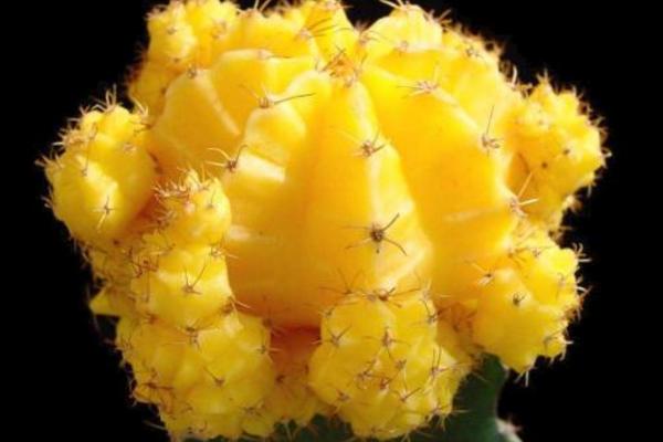 緋牡丹仙人球有爛斑怎么處理 緋牡丹的病蟲害及其防治