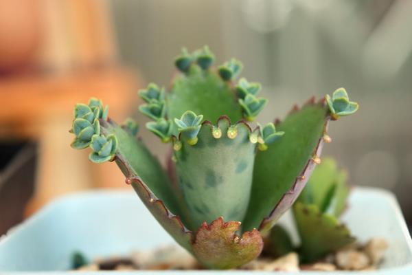 多肉植物不死鳥繁殖方法（扦插） 多肉植物不死鳥的養殖技術