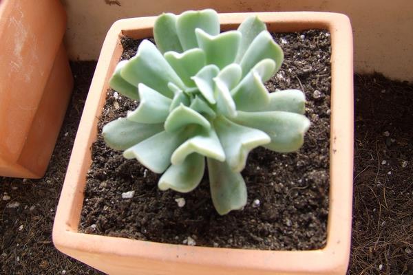 特玉蓮會開花嗎 多肉植物特玉蓮徒長怎么辦