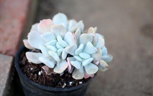 特玉蓮會開花嗎 多肉植物特玉蓮徒長怎么辦