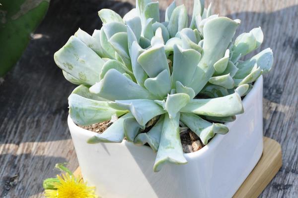 特玉蓮會開花嗎 多肉植物特玉蓮徒長怎么辦