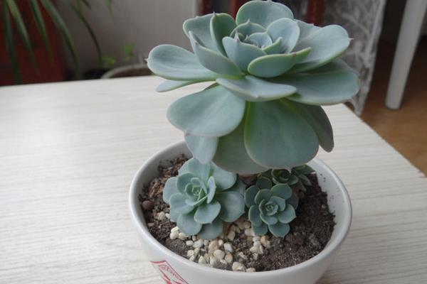 特玉蓮會開花嗎 多肉植物特玉蓮徒長怎么辦