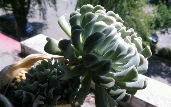 特玉蓮會開花嗎 多肉植物特玉蓮徒長怎么辦