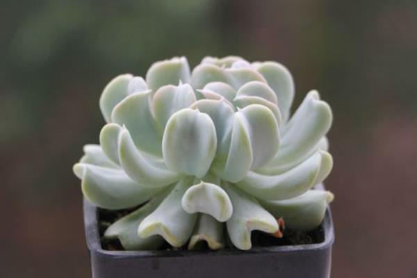 特玉蓮多肉怎么養肥（爆盆） 特玉蓮養殖方法與注意事項