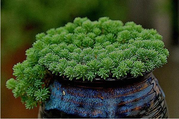 薄雪萬年草怎么養能快速爆盆 薄雪萬年草能養壯嗎