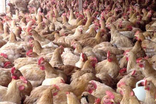 肉雞圖片大全 怎樣選擇肉雞品種