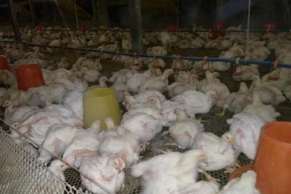 肉雞圖片大全 怎樣選擇肉雞品種