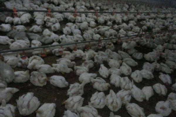 肉雞圖片大全 怎樣選擇肉雞品種