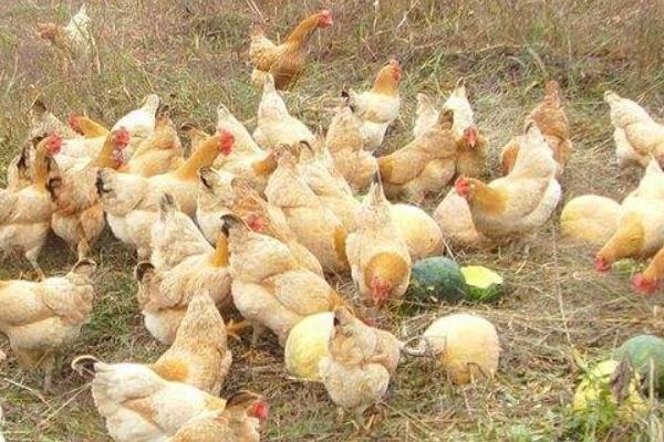 肉雞圖片大全 怎樣選擇肉雞品種