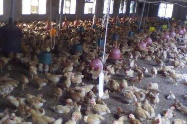 肉雞圖片大全 怎樣選擇肉雞品種