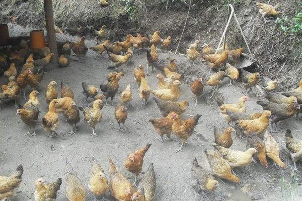 肉雞圖片大全 怎樣選擇肉雞品種