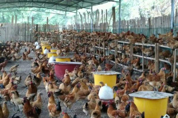 肉雞圖片大全 怎樣選擇肉雞品種