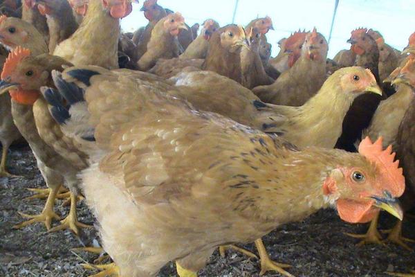 肉雞圖片大全 怎樣選擇肉雞品種