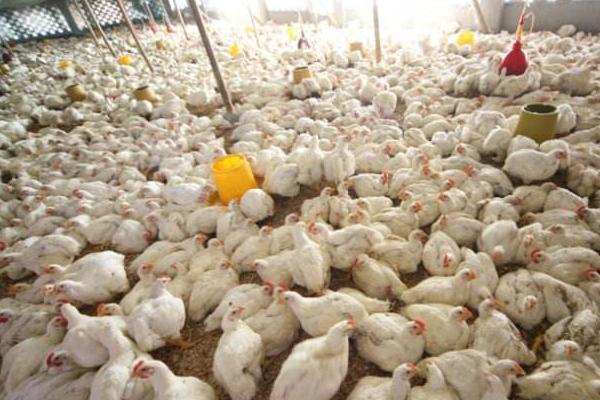 肉雞圖片大全 怎樣選擇肉雞品種