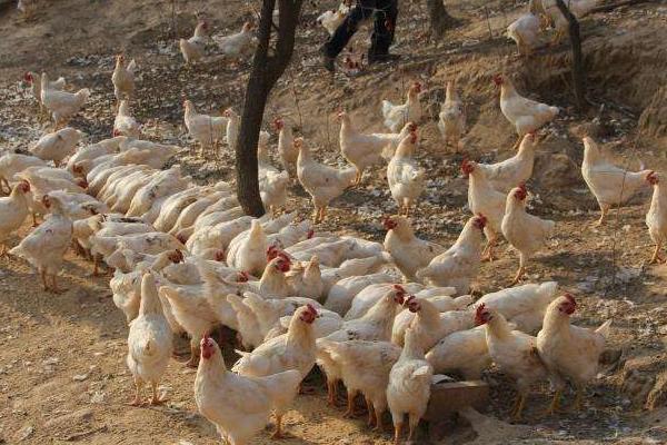 肉雞圖片大全 怎樣選擇肉雞品種