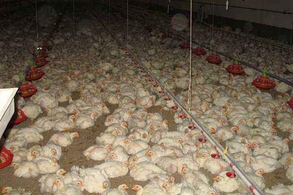 肉雞圖片大全 怎樣選擇肉雞品種