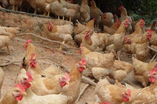 肉雞圖片大全 怎樣選擇肉雞品種