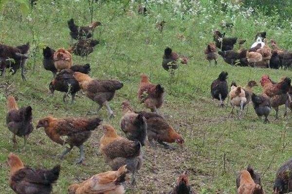 肉雞圖片大全 怎樣選擇肉雞品種