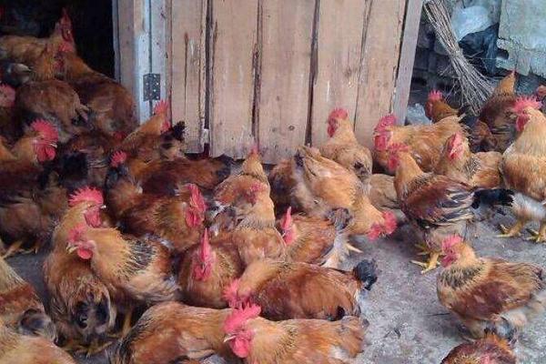 肉雞圖片大全 怎樣選擇肉雞品種