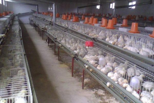 肉雞圖片大全 怎樣選擇肉雞品種