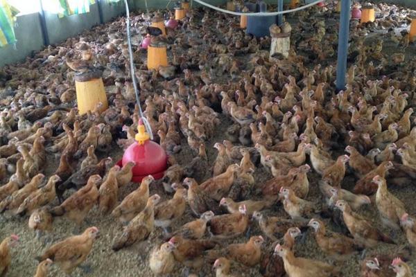 肉雞圖片大全 怎樣選擇肉雞品種