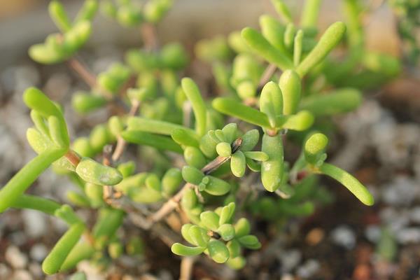 枝干番杏圖片大全（老樁、開(kāi)花） 枝干番杏多肉特點(diǎn)與簡(jiǎn)介