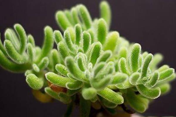 枝干番杏怎么養(yǎng)  枝干番杏多肉養(yǎng)殖方法與注意事項(xiàng)