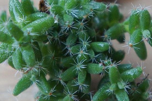 姬紅小松圖片大全（含老樁） 姬紅小松多肉特點與簡介